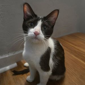Layla Pessin -AR Domestic Short Hair Cat