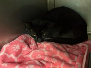 MORTON, Adult Male Domestic Short Hair