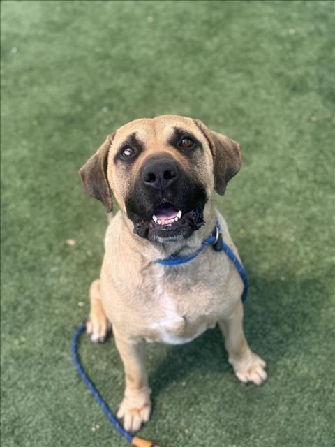 OCTAVIUS, an adoptable Boerboel in Chatsworth, CA, 91311 | Photo Image 1