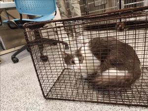 FRANCIS, Adult Male Domestic Medium Hair