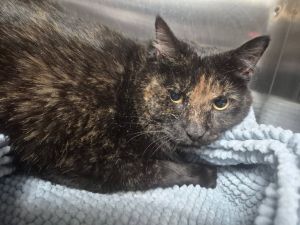 Sabrina, Adult Female Domestic Short Hair
