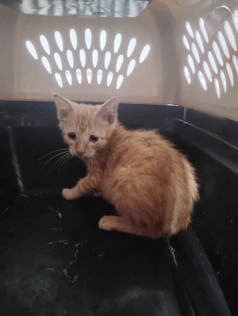 OG, an adoptable Domestic Short Hair in Brownwood, TX, 76801 | Photo Image 1