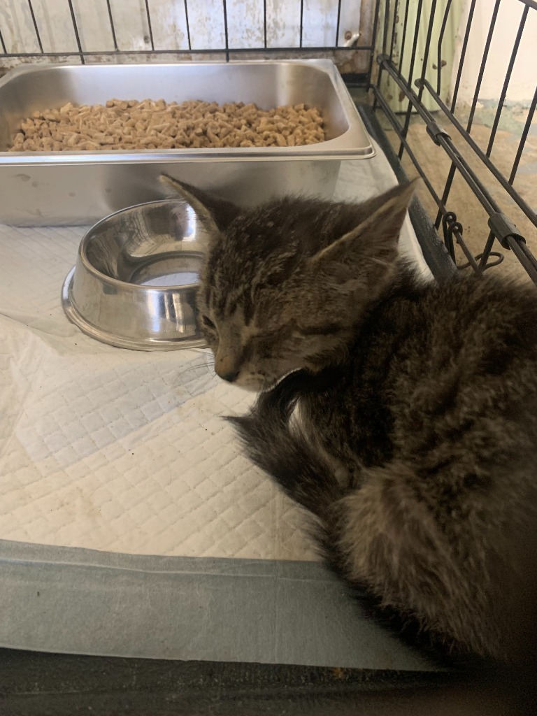 Diane, an adoptable Domestic Short Hair in Brownwood, TX, 76801 | Photo Image 1
