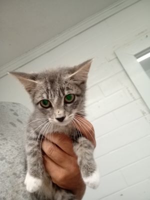 Padawan, Baby Male Domestic Short Hair