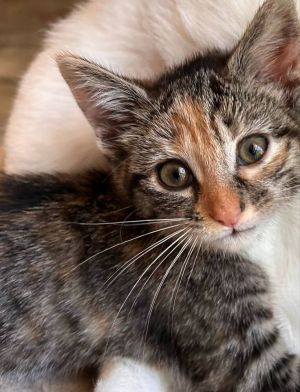 Cali, Baby Female Domestic Short Hair