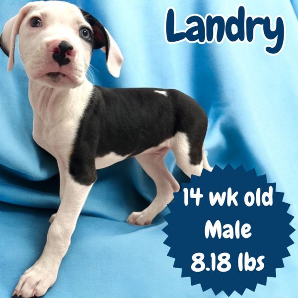 Landry