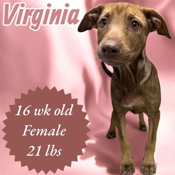 Virginia