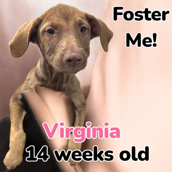Virginia thumbnail 2