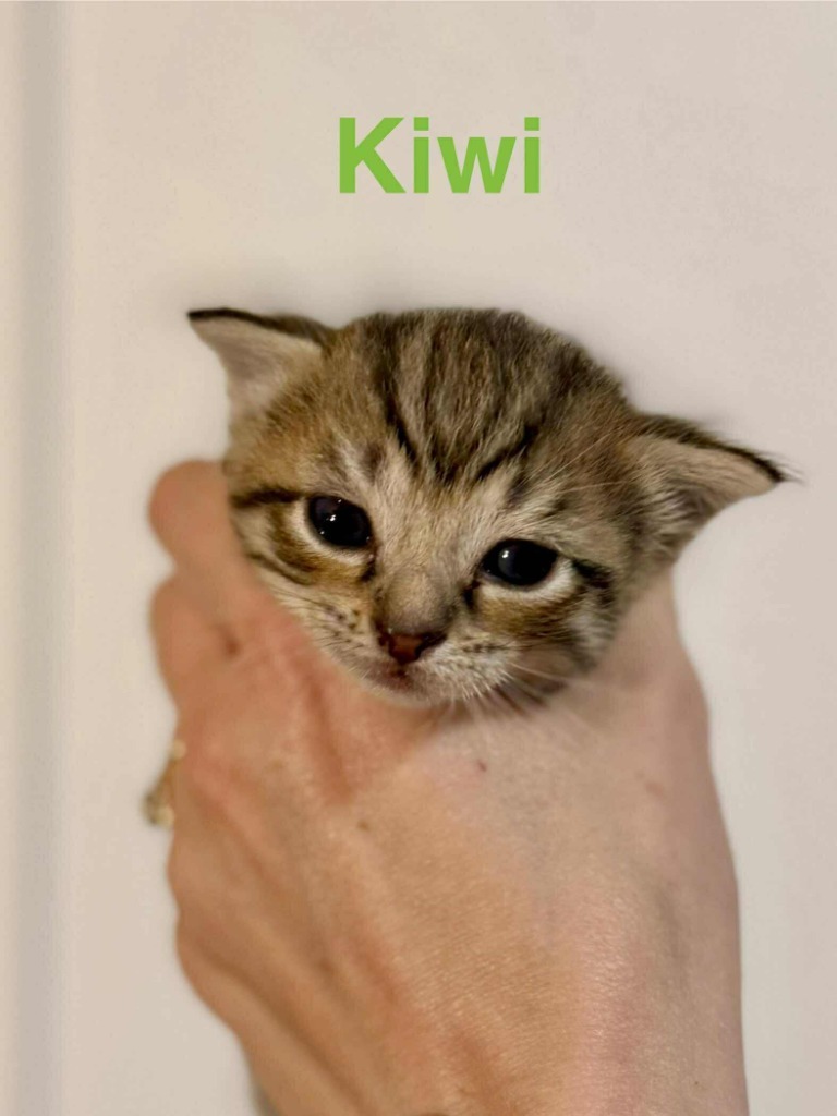 Kiwi