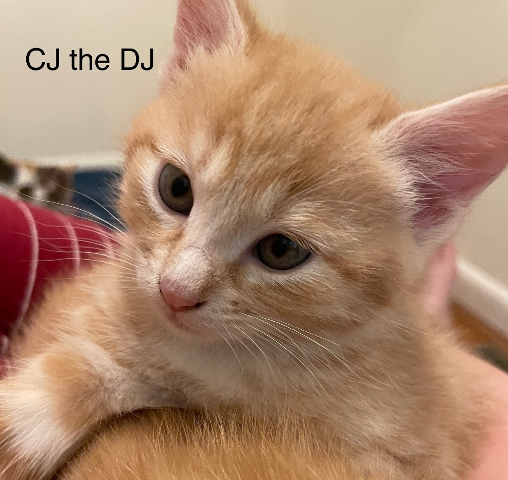 CJ the DJ