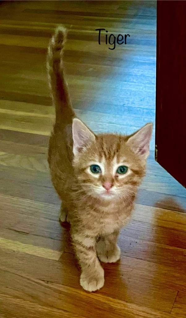 Tiger