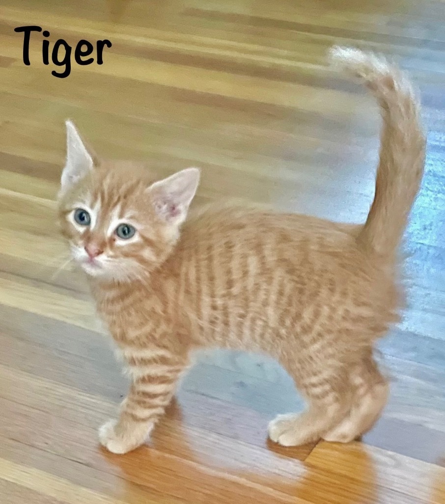 Tiger