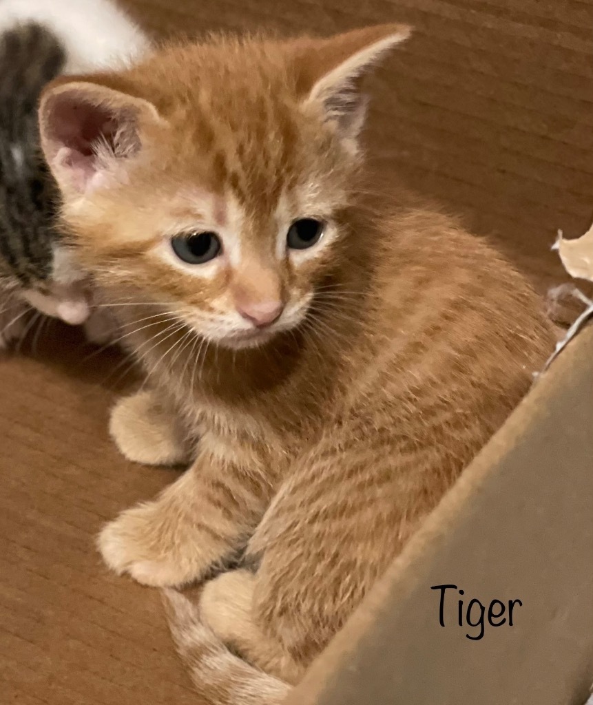 Tiger
