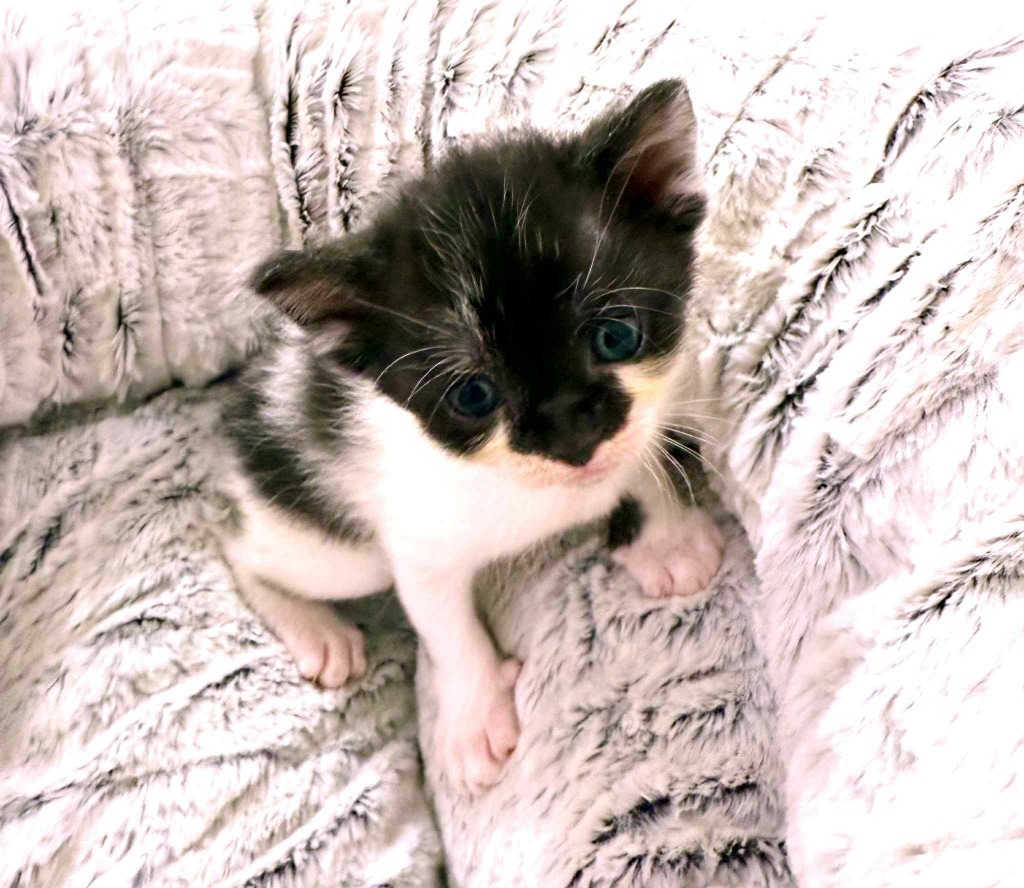 Nori
