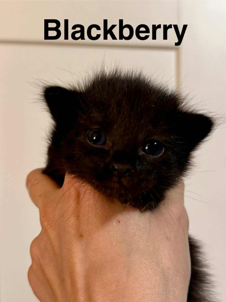Blackberry