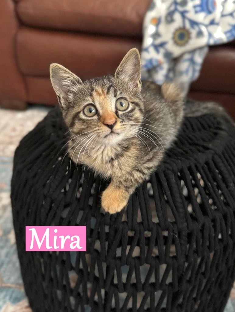 Mira
