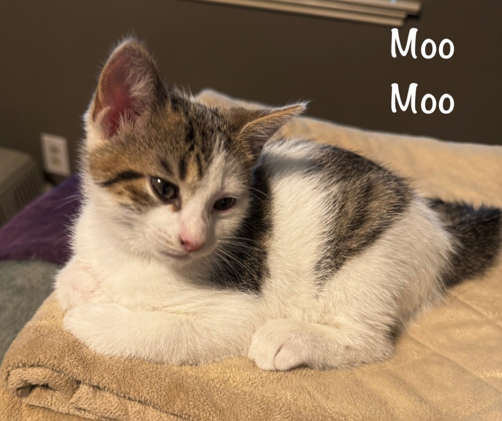 Moo Moo