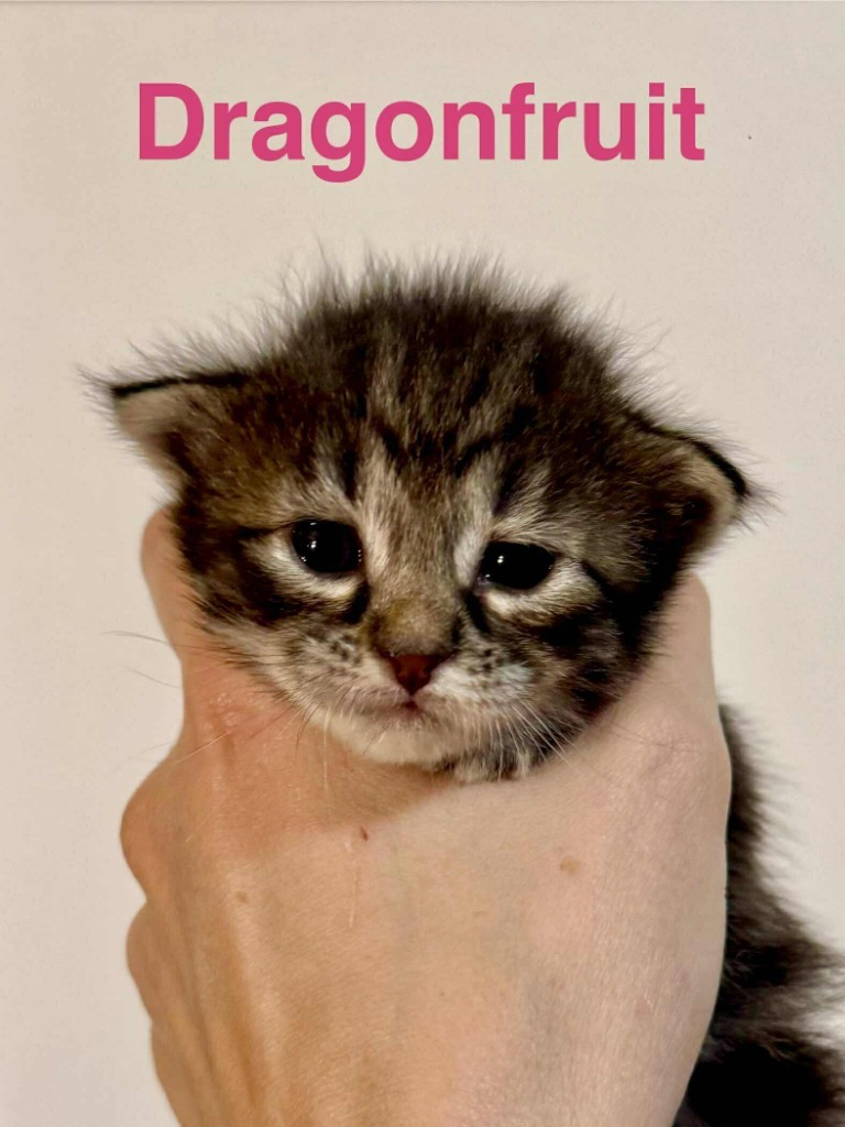 Dragonfruit