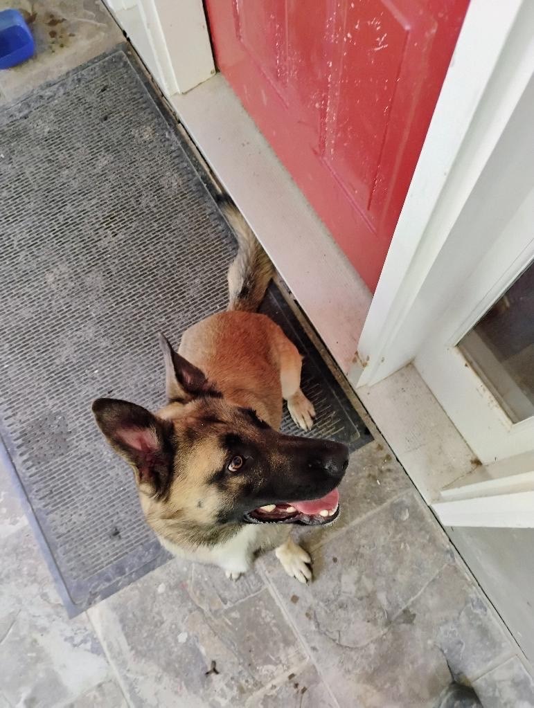 Morton-Adoptable Awaiting S/N