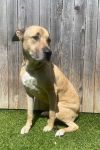 Nala photo 1