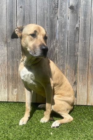 Nala, Adult Female unknown