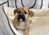 Nala photo 2