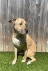 Nala photo 3