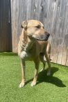 Nala photo 4