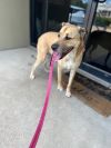 Nala photo 6