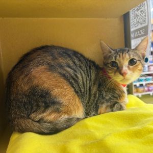 Daisy, Young Female Domestic Short Hair