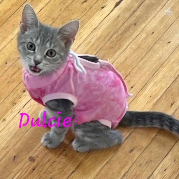 Dulcie photo 1