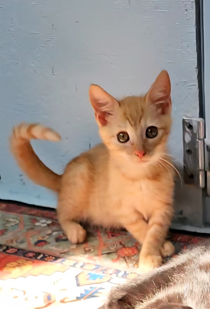 Tabasco