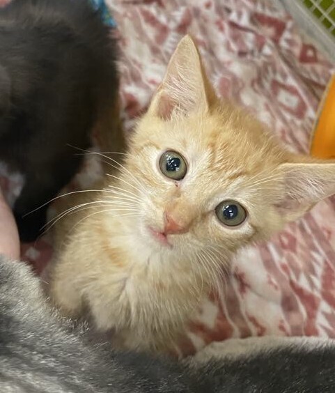 Tabasco