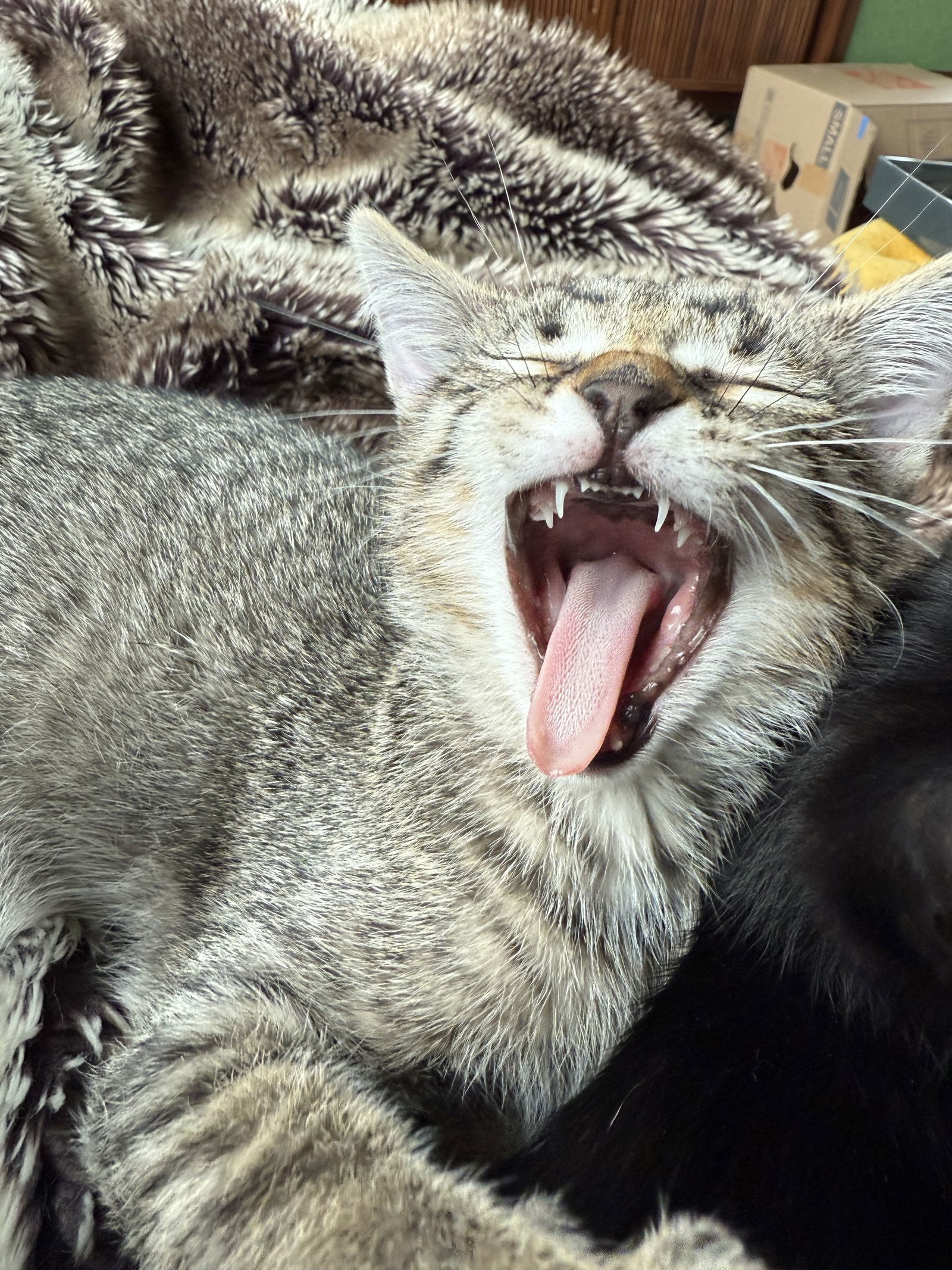 Tabby Tabitha