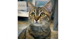 Zelda, Young Female unknown