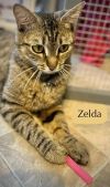 Zelda photo 4