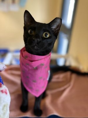 Symba, Young Male Domestic Short Hair