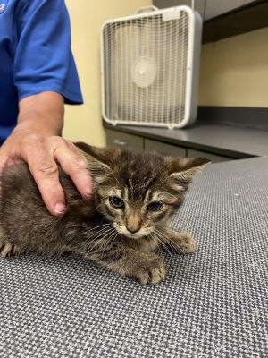 Lime, Baby Female Domestic Short Hair