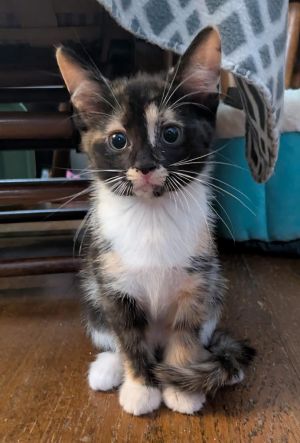 Chamomile, Baby Female Domestic Short Hair