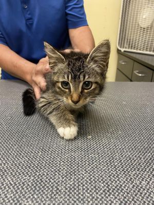 Lock, Baby Male Domestic Short Hair