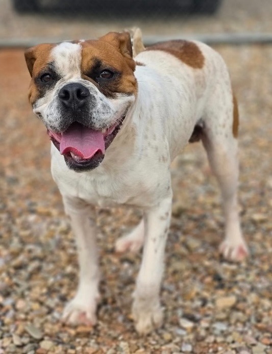 Buster, an adoptable Boxer in Hot Springs, SD, 57747 | Photo Image 1