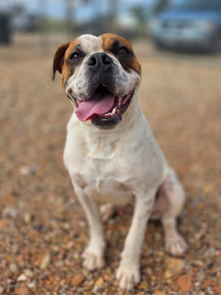 Buster, an adoptable Boxer in Hot Springs, SD, 57747 | Photo Image 2