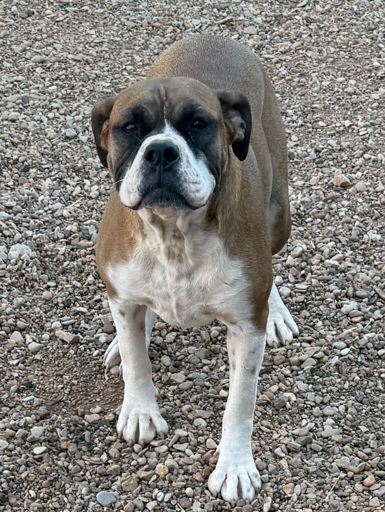 Lola, an adoptable Boxer in Hot Springs, SD, 57747 | Photo Image 1