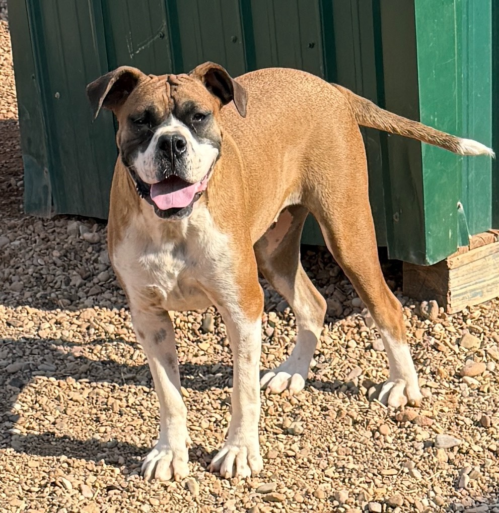 Lola, an adoptable Boxer in Hot Springs, SD, 57747 | Photo Image 2
