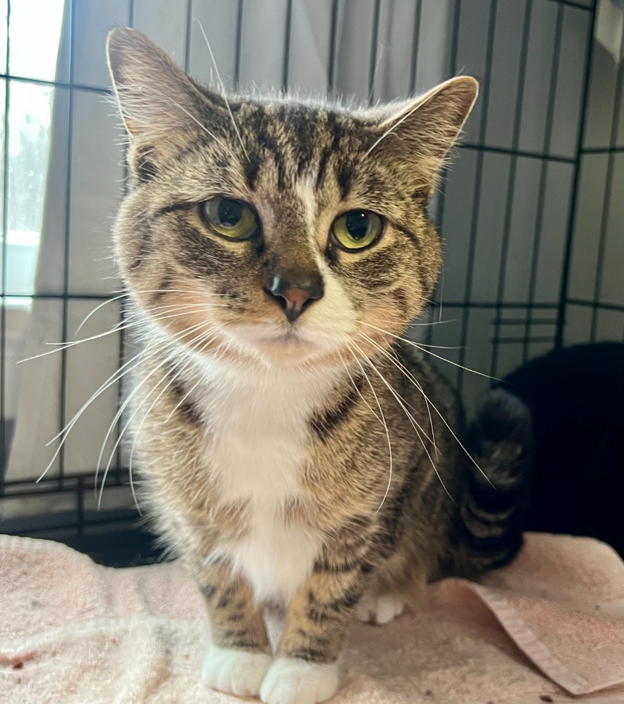 Cat for adoption - 69-Pepperoni Boots bonded with Salty, a