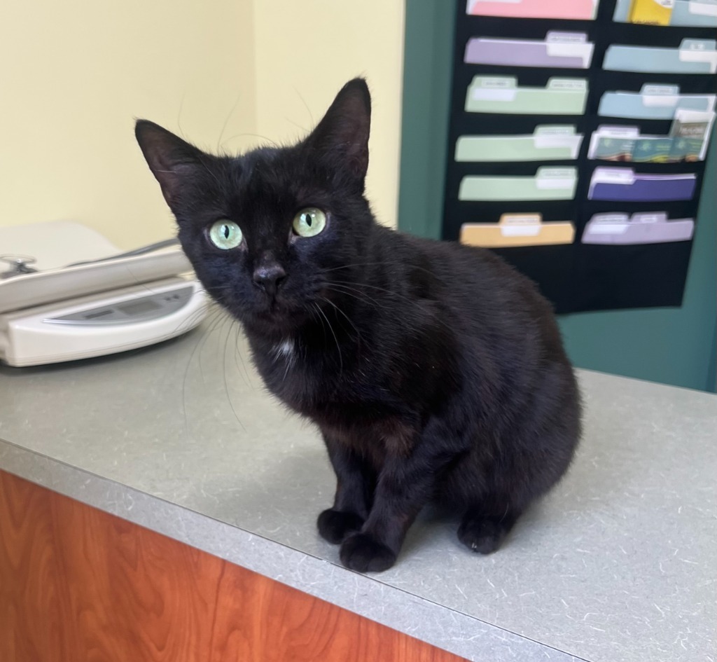1/2- Trinket - in foster