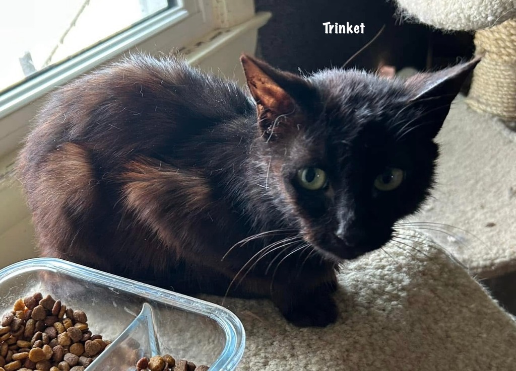 1/2- Trinket - in foster