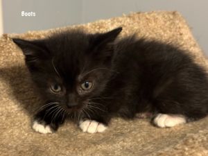 81-Boots Casper, Baby Female Domestic Short Hair