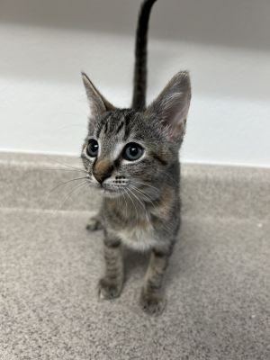 Dancing Horse, Baby Female Domestic Medium Hair