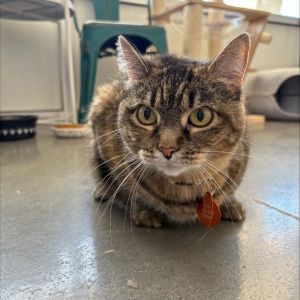 Sasha Kitty, Senior Female Domestic Short Hair